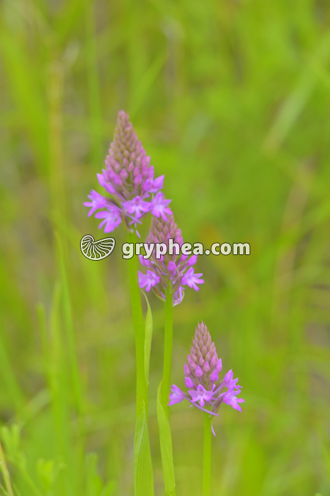 Orchidée pyramidale (Anacamptis pyramidalis Orchidacée) - gryphea.com